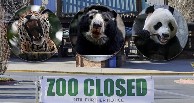 Ředitelka zoo šokovala: Nemáme peníze, některými zvířaty budeme muset nakrmit šelmy