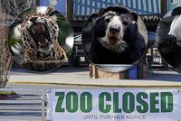 Ředitelka zoo šokovala: Nemáme peníze, některými zvířaty budeme muset nakrmit šelmy
