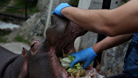 Kvůli koronaviru strádají zoo: Americké zoo jsou do odvolání uzavřené.