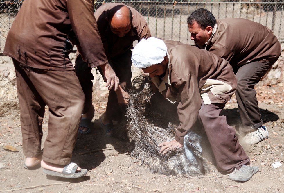 Kvůli koronaviru strádají zoo: Snímek z egyptské zoo.