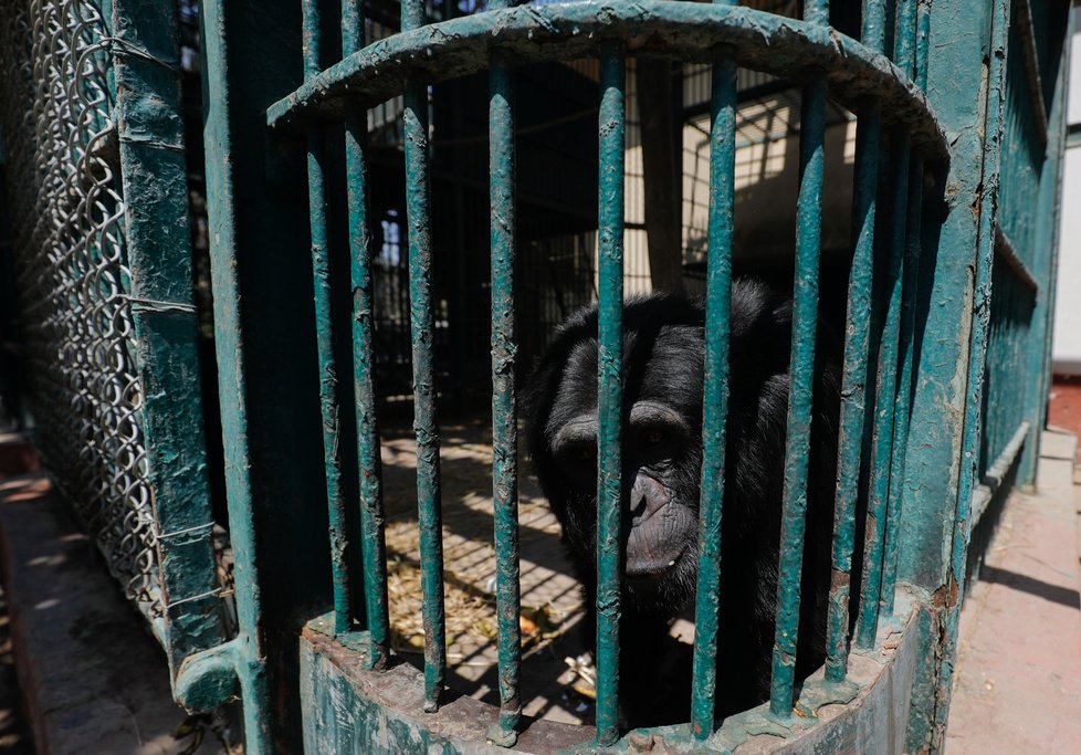 Kvůli koronaviru strádají zoo: Snímek z egyptské zoo.