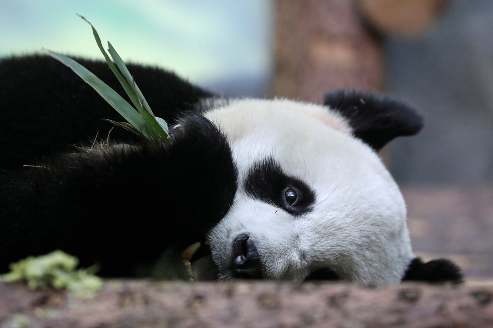 Kvůli koronaviru strádají zoo: Moskevským pandám chybí lidi.