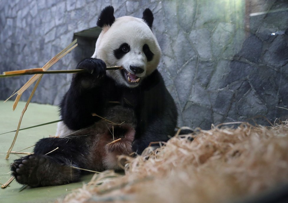 Kvůli koronaviru strádají zoo: Moskevským pandám chybí lidi.