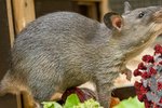Další koronavirus by mohl vzejít od krys, varovali američtí experti