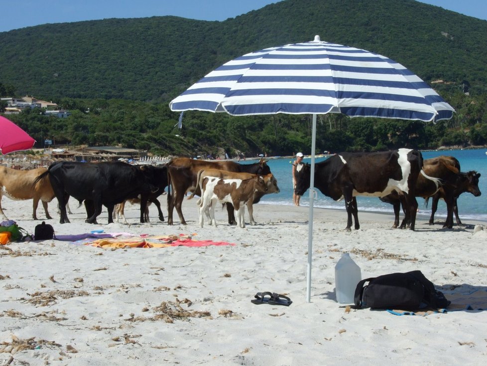 Korsika - a na pláži jedna kráva vedle druhé