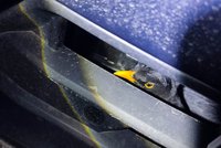 Ptačí zázrak! Kos přežil srážku s volvem: V mřížce motoru vydržel přes 24 hodin