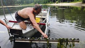 Hydrobiolog Jindřich Jindřich Duras ničí vodní rostliny pod hladinou Šídlovského rybníku v Plzni