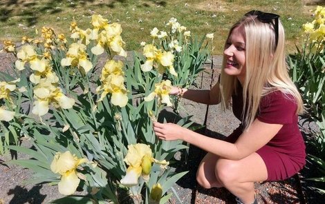 POSPĚŠTE SI! Květy kosatců odkvetou v botanické zahradě Mendelovy univerzity do 30. května. Do té doby je výstava s názvem IRIS 2022 otevřena, každý den od 9 do 18 hodin.