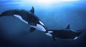 Pravěká kosatka ještě nebyla „velryba zabiják“