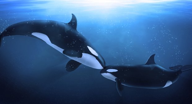 Pravěká kosatka ještě nebyla „velryba zabiják“