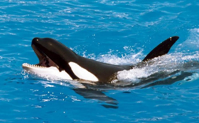 Obávané kosatky (Orcinus orca) jsou doma v chladných vodách severní i jižní polokoule