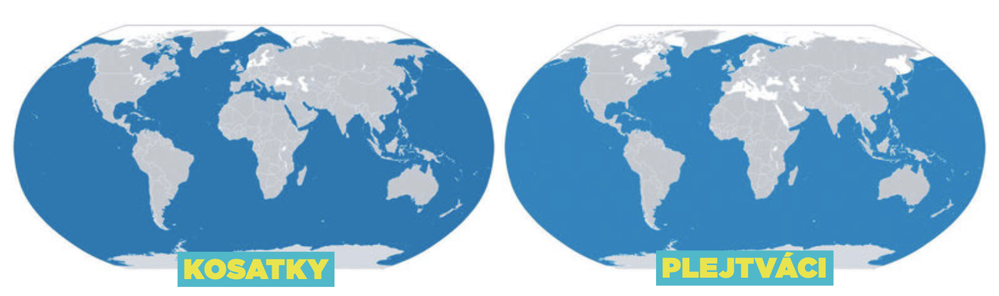 Areály výskytu kosatky dravé a plejtváka obrovského se téměř překrývají