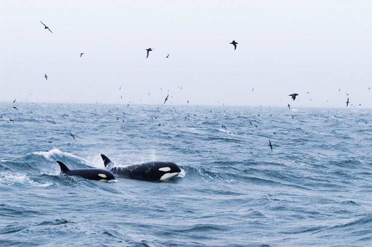 Kosatky (Orcinus orca) rodí jediné mládě jednou za pět let