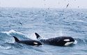 Kosatky (Orcinus orca) rodí jediné mládě jednou za pět let