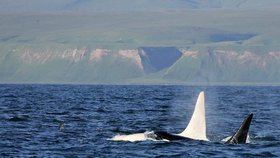 Unikátní bílou velrybu viděli u břehů Kamčatky