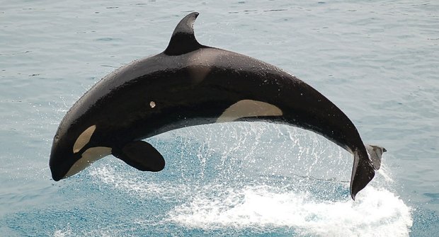 Kosatka není velryba: Největší delfín na lovu