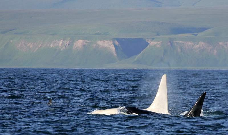 Unikátní bílou velrybu viděli u břehů Kamčatky
