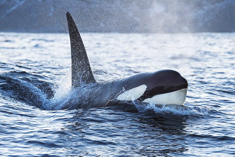 Obávané kosatky (Orcinus orca) jsou doma v chladných vodách severní i jižní polokoule