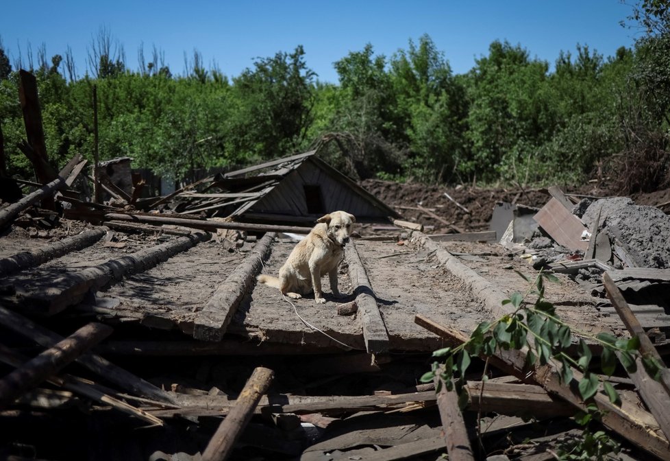 Pes Buddy u svého zničeného domova v Kosťantynivce (10. 6. 2022).