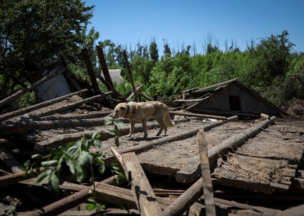 Pes Buddy u svého zničeného domova v Kosťantynivce (10. 6. 2022)