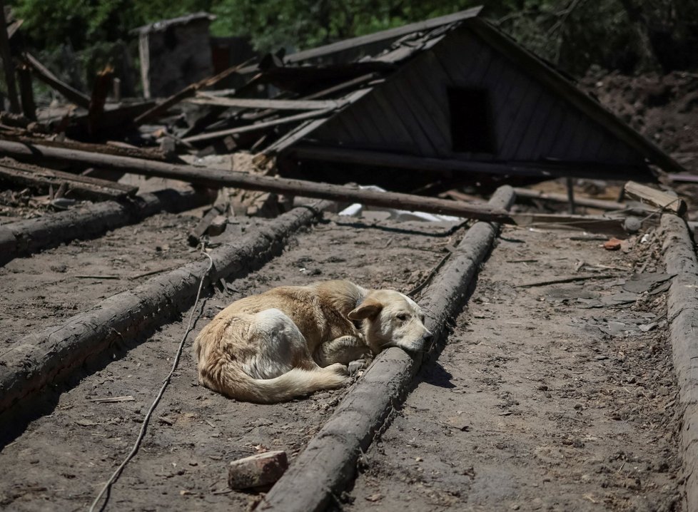 Pes Buddy u svého zničeného domova v Kosťantynivce (10. 6. 2022)