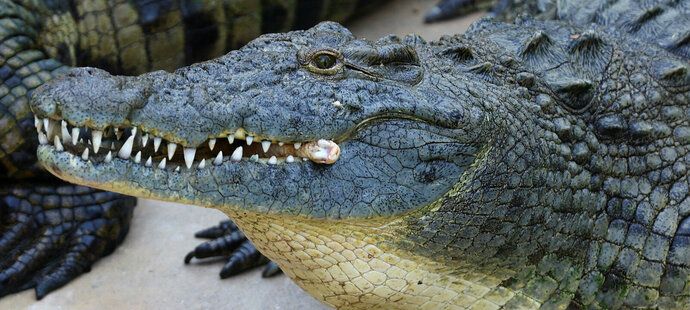 Mladého fotbalistu zabil obrovský krokodýl (ilustrační foto)