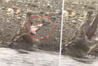 Turisté neměli slov: Krokodýl spolkl žraloka! Zachytilo to video