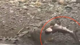 Krokodýl spolkl žraloka.