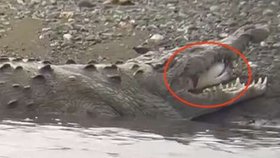 Krokodýl spolkl žraloka.