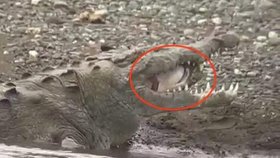 Krokodýl spolkl žraloka.