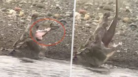 Unikátní podívaná se naskytla návštěvníkům kostarického národního parku.