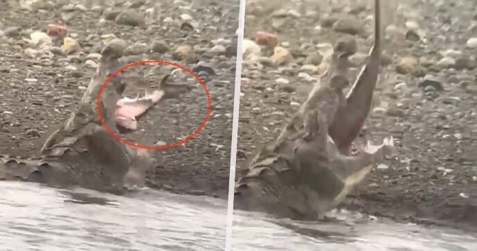 Unikátní podívaná se naskytla návštěvníkům kostarického národního parku.