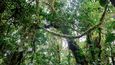 Kostarické pralesy působí jako krajina z Knihy džunglí. Liány lákají ke zhoupnutí, v takové výšce se toho odváží jen nebojácné opice.