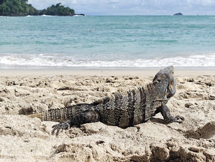 Všudypřítomná fauna Všudypřítomná fauna