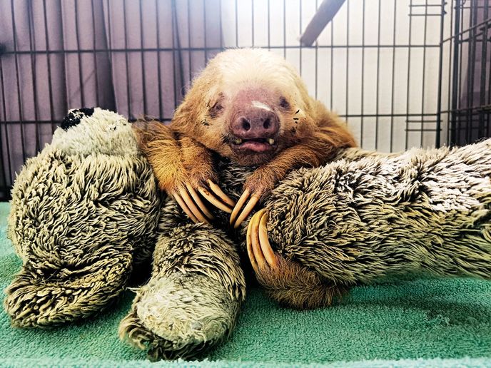 Sloth Sanctuary of Costa Rica Sloth Sanctuary of Costa Rica