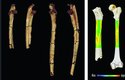 3D modely analyzovaných kostí