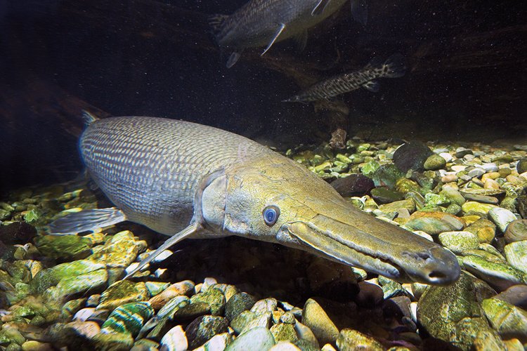 Až třímetrový kostlín obrovský (Atractosteus spatula) je tzv. živá zkamenělina, jeho předkové žili už ve druhohorách