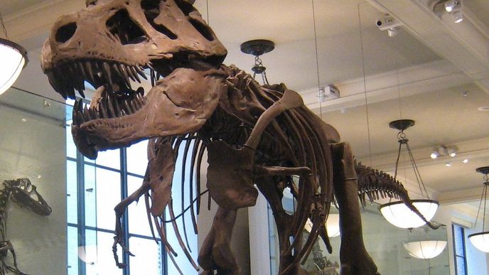 Kostra T-Rexe v Americkém muzeu přírodní historie (AMNH)