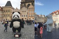 Obří zvířata na Staromáku: K pandě a lednímu medvědovi přibyla koala a krtek, v září ale mají skončit