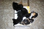 V krabici špatný člověk odhodil k popelnici tři černá koťata a jedno mourovaté