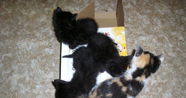 V krabici špatný člověk odhodil k popelnici tři černá koťata a jedno mourovaté