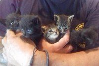 Lidská zrůda vyhodila šest koťat v lese: Čekala je pomalá a mučivá smrt žízní