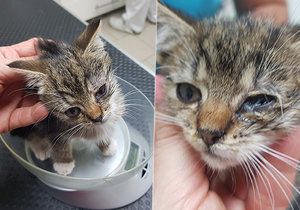 Koťátko nalezené v Hradci Králové