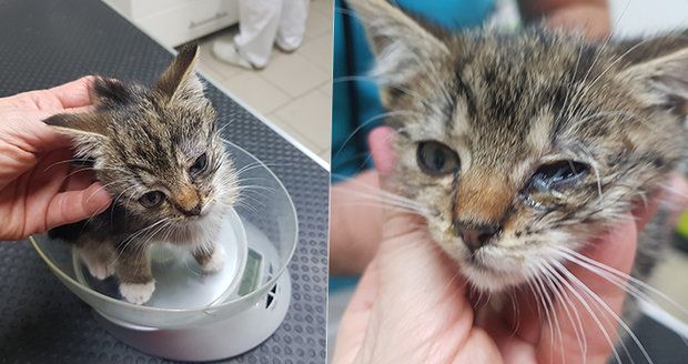 Strážník z Hradce nechal nemocné kotě napospas osudu: Milovníci zvířat zuří, kolegové ho brání