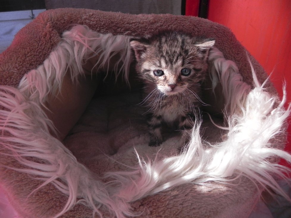 Čtyřtýdenní kočičí holčička Jenifer má ve Flíčku svůj pelíšek.
