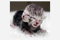 V Austrálii porodila kočka dvouhlavé kotě