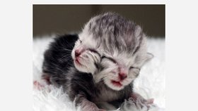 V Austrálii porodila kočka dvouhlavé kotě 