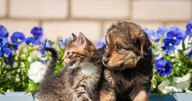 Chcete mít doma psa i kočku? Nejlépe si na sebe zvyknou, když si pořídíte kotě a štěně společně.