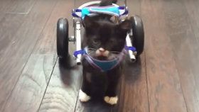 Malý Cassidy chodí díky speciálnímu vozíčku.