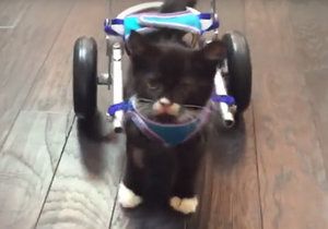 Malý Cassidy chodí díky speciálnímu vozíčku.